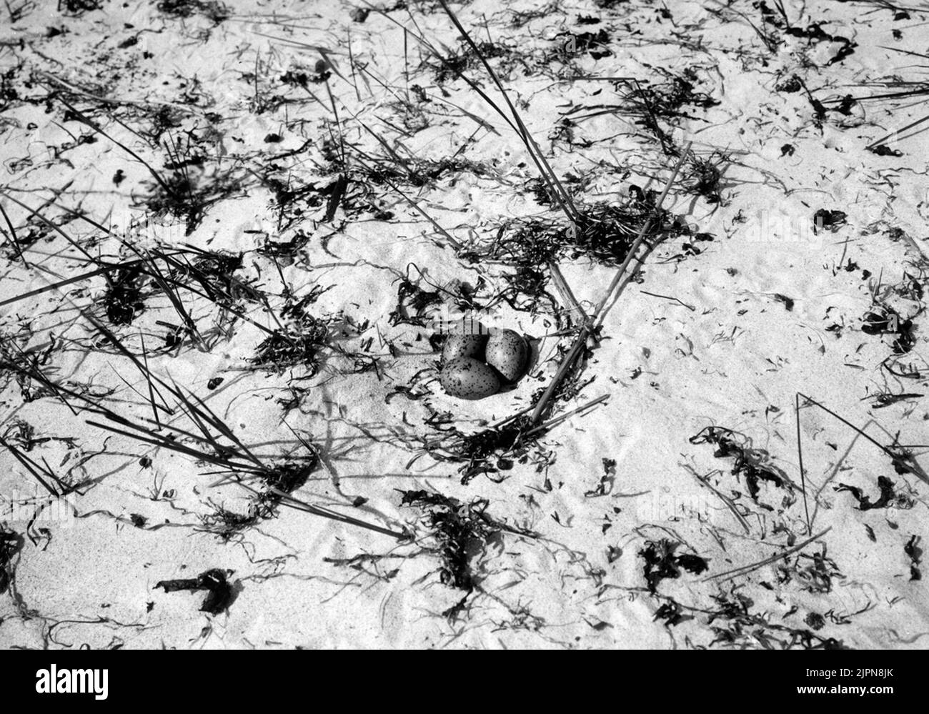 Aufenthalt von Beach Skate Bo AV strandskata Stockfoto