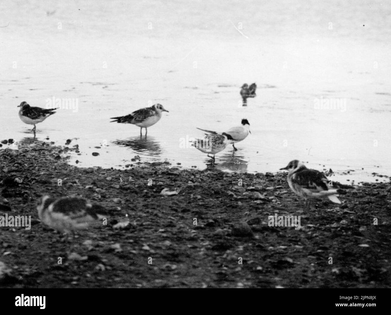 Jung und alt Kentska Tärnor, Sterna Cantiaca, Gulls, 29/6 1926 Ung och gammal kentska tärnor, Sterna cantiaca, skrattmåsar, 29/6 1926 Stockfoto