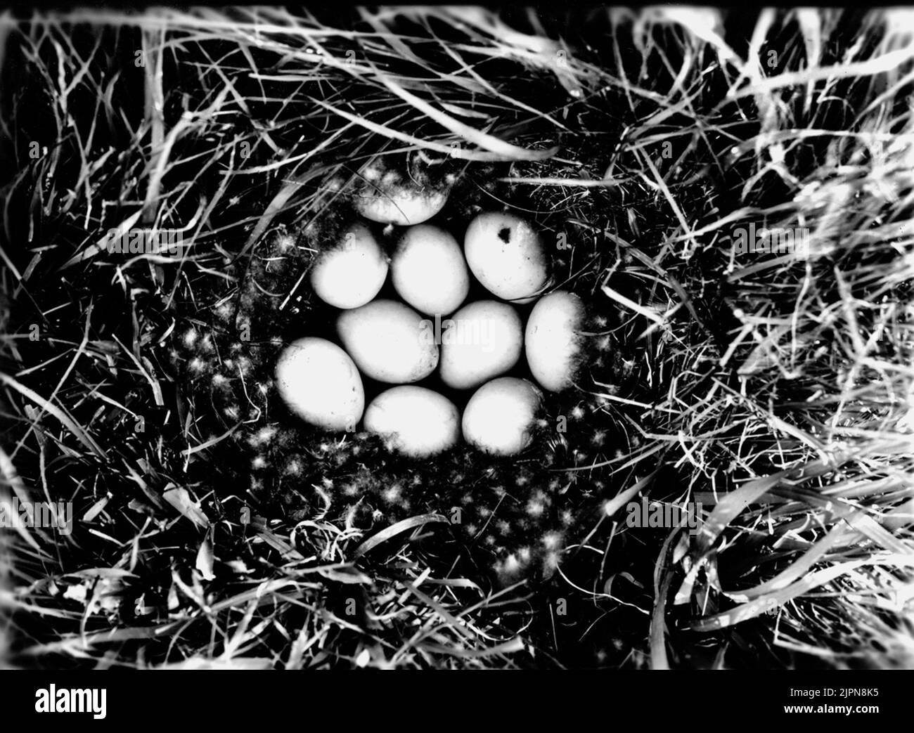 Möglicherweise Jahr (gilt als querquédula) Möjligen årta (anser querquédula) Stockfoto