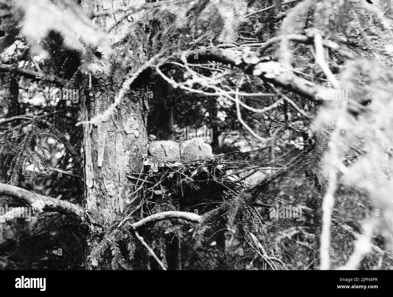 Biotop for Ring Duva, Columba Palumbus, Mai 1909 Biotop för ringduva, Columba Palumbus, Mai 1909 Stockfoto