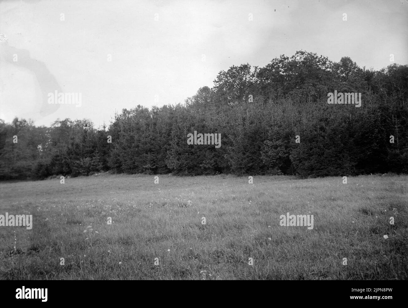 Biotop for Ring Duva, Columba Palumbus, 24. Mai 1913 Biotop för ringduva, Columba palumbus, 24. Mai 1913 Stockfoto