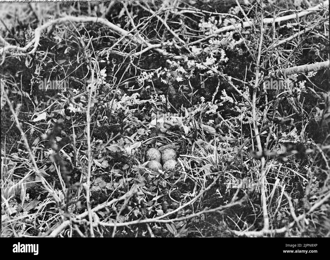 Tringa temminckii Fotos und Bildmaterial in hoher Auflösung Alamy