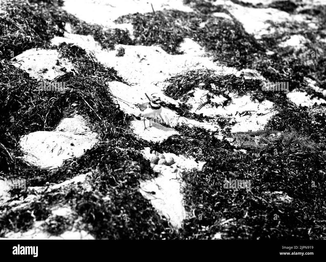 Größere Strandpfeifer auf dem Weg zum Nest 24 Mai 1915 Större strandpippare på väg till boet.24 Mai 1915 Stockfoto