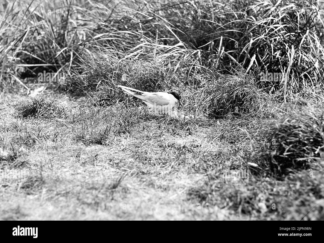 Fiskärna? Fisktärna? Stockfoto