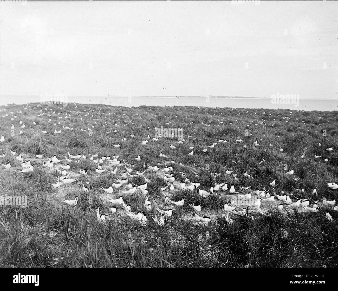 Bokoloni von Kentsk Tärna (Sterna Cantiaca) Bokoloni AV Kentsk Tärna (Sterna cantiaca) Stockfoto