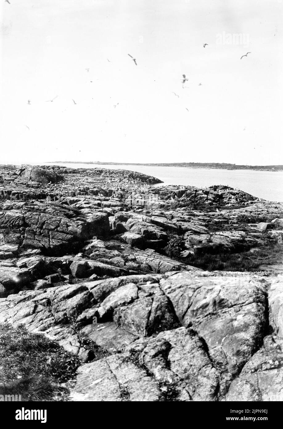 Weide, Larus argentatus, Party von Orskär mit vielen grauen Boxen, im Hintergrund Halland Wetter Gråtrut, Larus argentatus, Parti AV Orskär med mängder AV gråtrutar, i bakgrunden Hallandsväderö Stockfoto