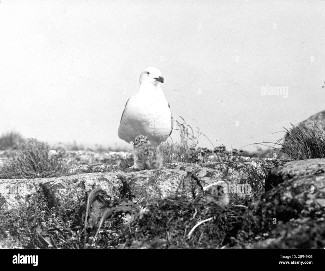 Mutter Licht wächst, Larus argentatus, und hat ein Kind darunter und ein Kind rechts unten. Gråtrut, Larus argentatus, Moderlycka har en unge under sig och en unge nedåt till höger. Stockfoto