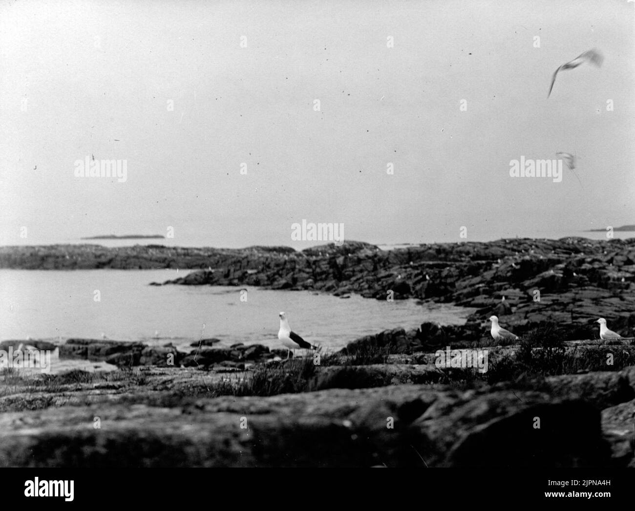 Sea String, Larus Marinus und grasende Havstrut, Larus Marinus, och gråtrut Stockfoto