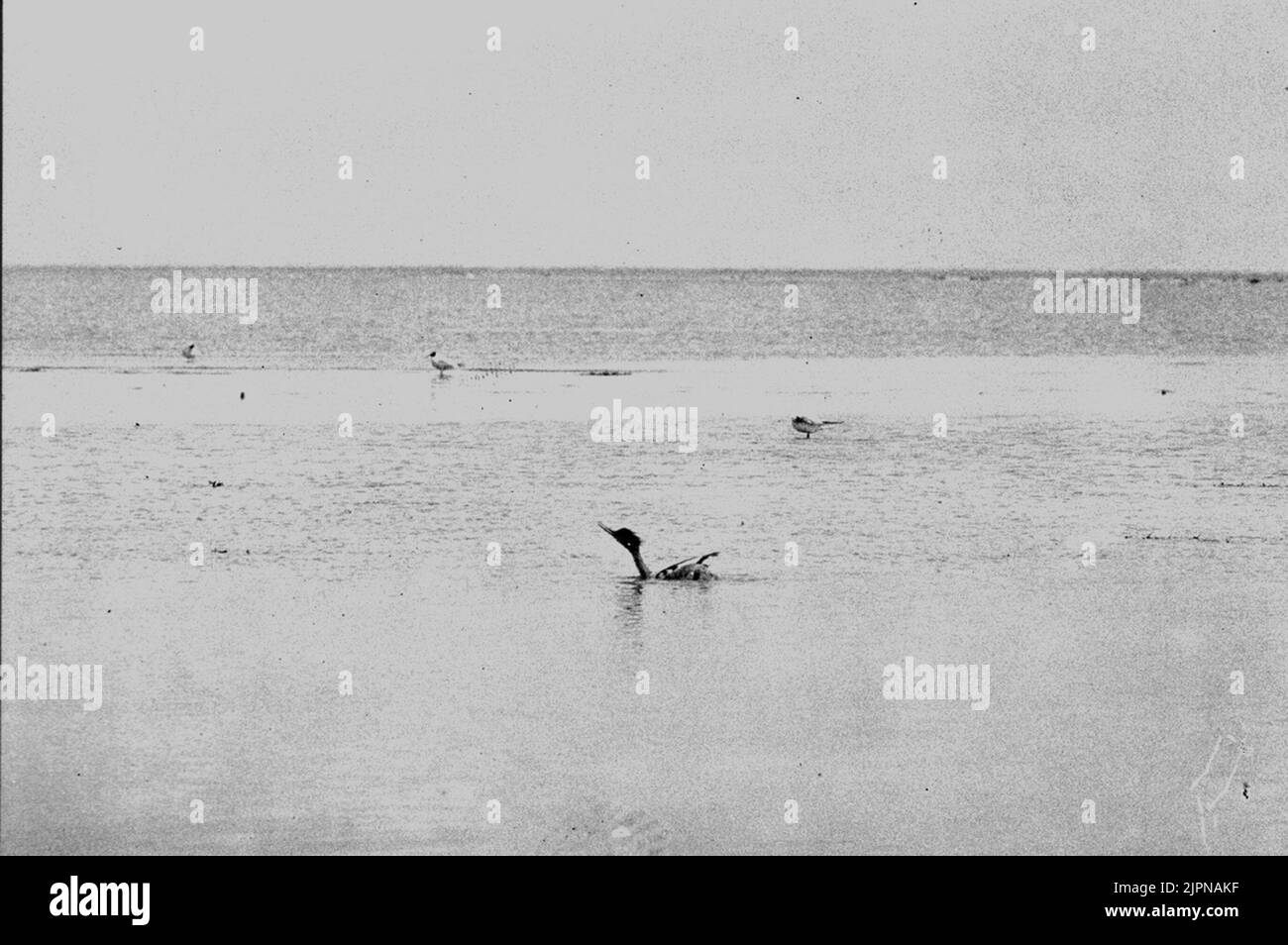 Kleine Fetzen, spielen Småskrake, spelande Stockfoto