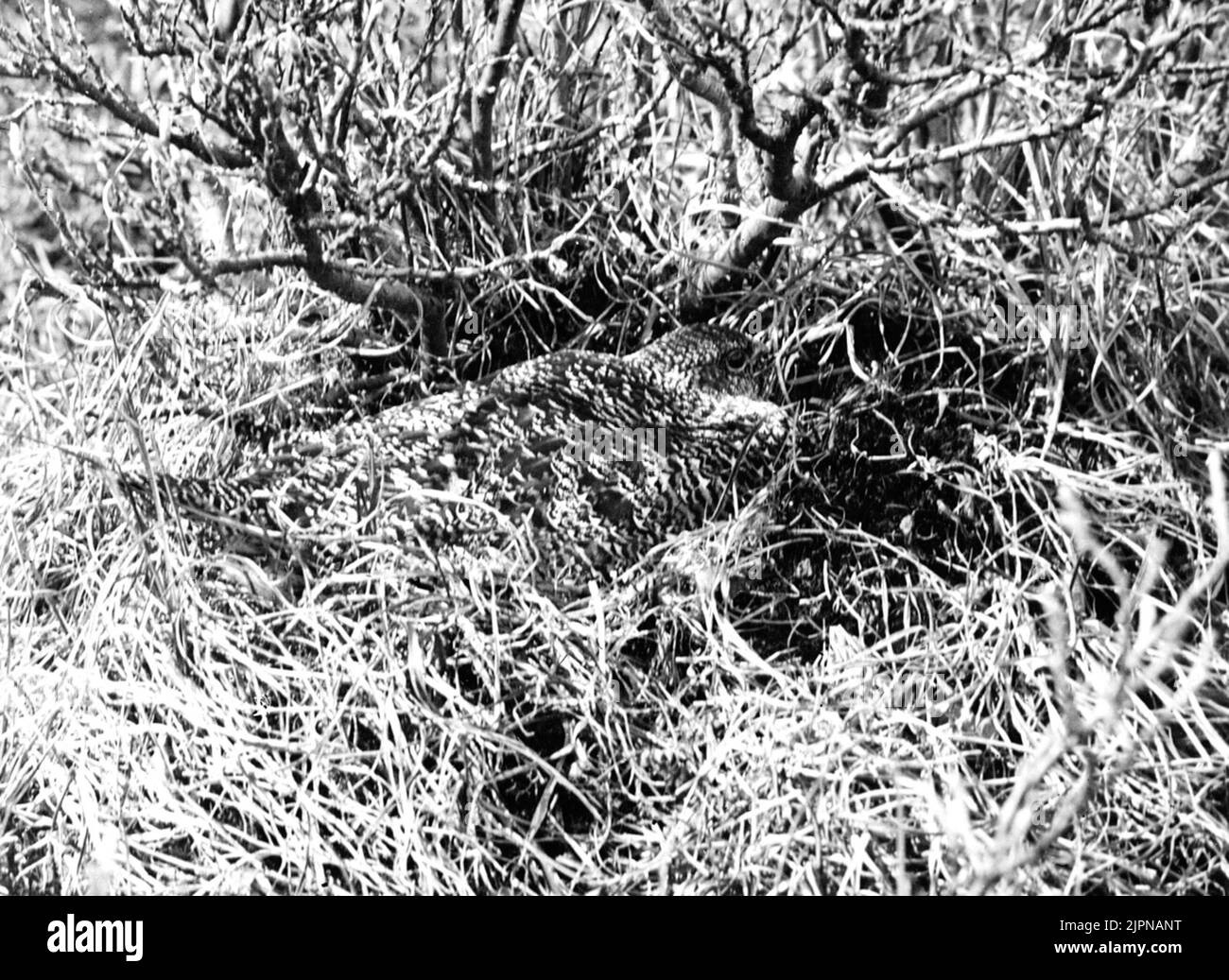 Aufrauhender Bergtropfen (Lagopus m. Mutus) Ruvande fjällripa (Lagopus m. mutus) Stockfoto