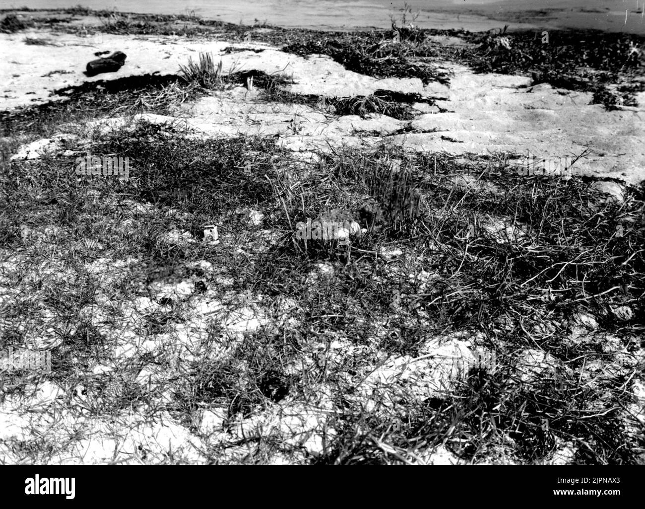 Wohnung und Leben für kleine Risse 23/7-1935. Warteten von Kühen um das Nest. Boplats och bo för småskrak 23/7-1935. Avbetat AV kor kring boet. Stockfoto