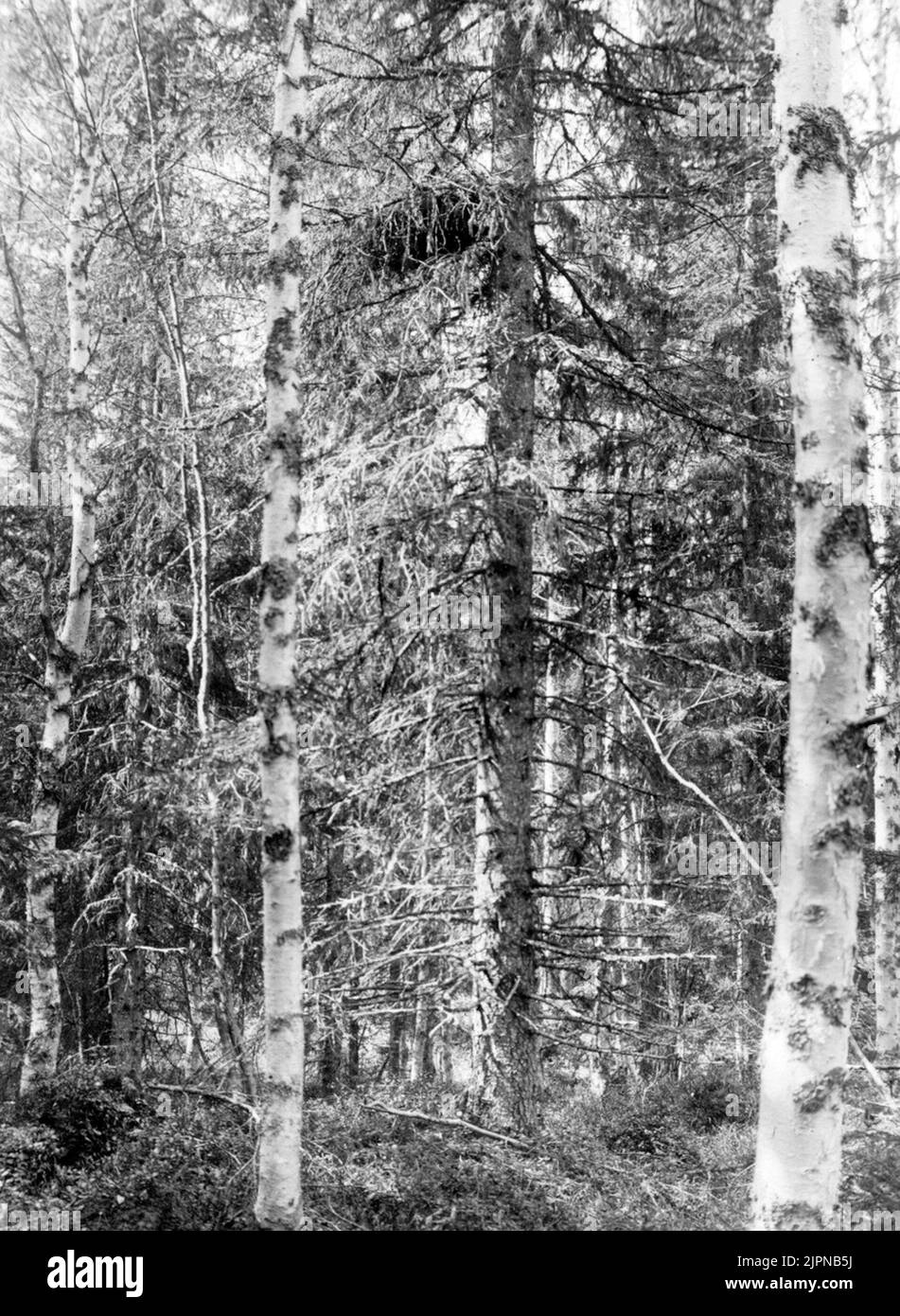 Residenz für Sperber-Habicht, Accipiter Nisus Island 31/5 1925 Nälden, Jämtland Foto N. Nilsson (das gleiche Nest wie im größeren Format, aber aus der entgegengesetzten Richtung, N. Nilsson) Botlats för sparvhök, Accipiter nisus Önet 31/5 1925 Nälden, Jämtland Foto N. Nilsson (Samma bo som på det större formatet men från motsatt håll, N. Nilsson) Stockfoto