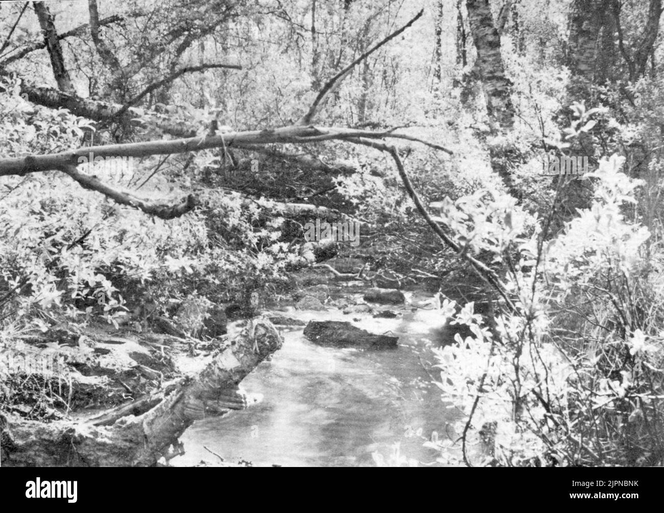 Brutgebiet für den Nordic Leaf Sänger 29. Juni 1941 Häckningsterräng för nordiska lövsångaren 29. juni 1941 Stockfoto