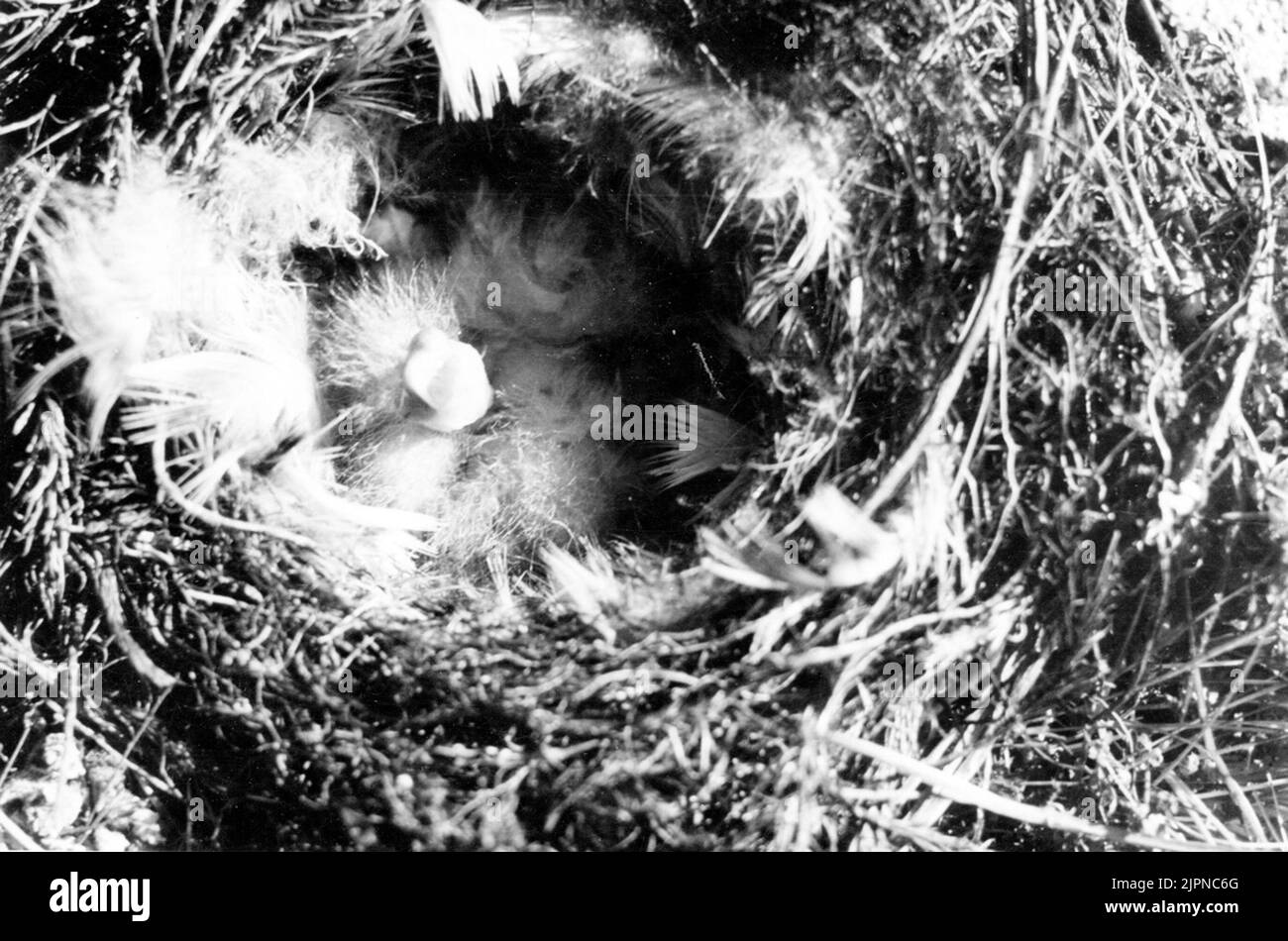 Kinder im Nest von gelb-backed fein. ungar i boet AV gulnäbbad fink. Stockfoto