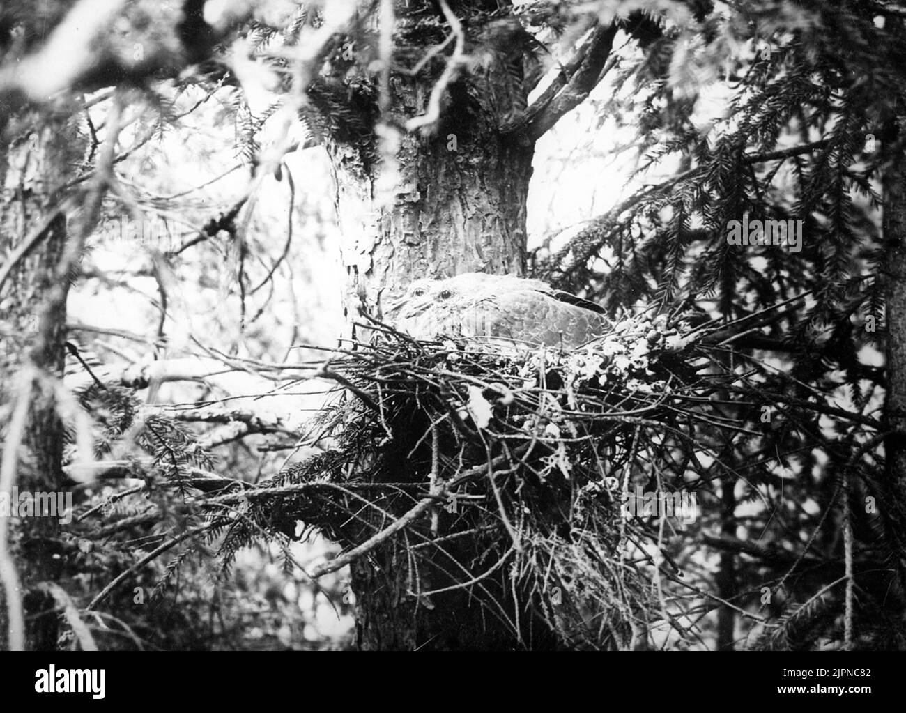 Ringduveungar i Bo, Columba Palumbus. Ringduveungar i bo, Columba palumbus. Stockfoto