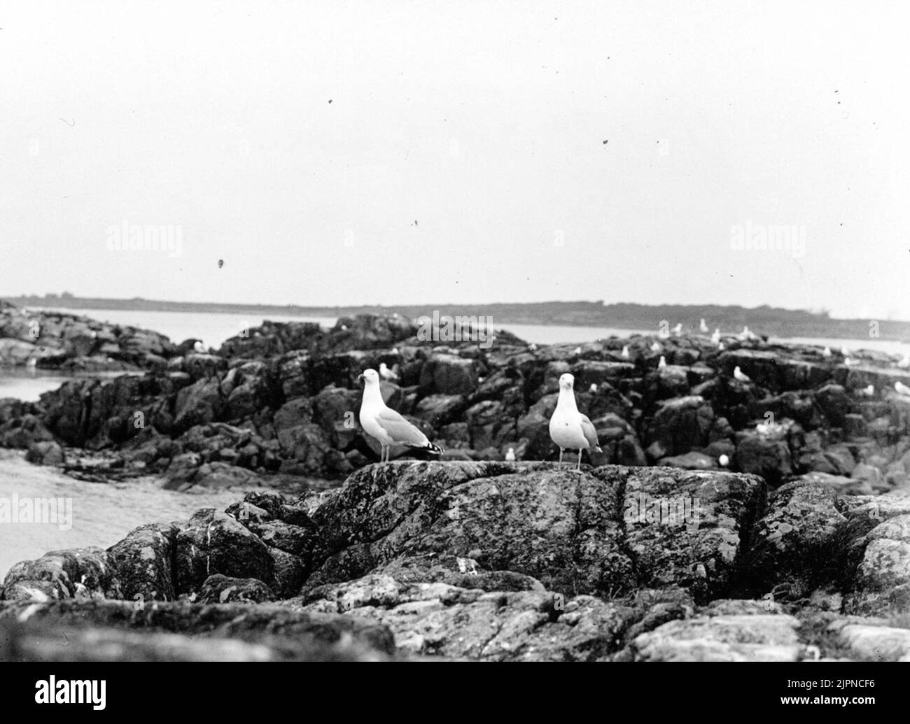 Greylut, Larus argentatus, Party von Orskär mit einer großen Sammlung von gräulichen Gråtrut, Larus argentatus, Parti AV Orskär med en stor samling gråtrutar Stockfoto