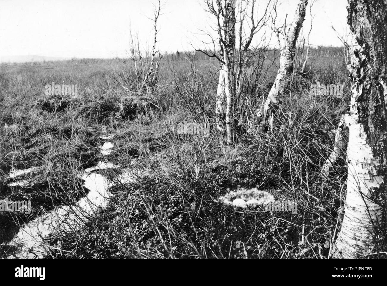 Aufenthalt von Sädgås (gilt als Fabalis) an der Grenze zwischen Open Tuvig MYR und dem Birkengürtel entlang Haubarjokk im nördlichen Teil von Sjaunga-Ape auf v. der Seite des Beckens etwa 1 km von seinem Ausfluss in Sjaumjaädno entfernt. Das Nest enthielt beim Photo-Event 6 halbe FRUF-Eier. 6. Mai 1927 (der Berg, der den weitesten Hintergrund erblickt, ist der Tjerrokotjen) Bo AV Sädgås (Anser Fabalis) Beläget på gränsen mellan öppen tuvig myr och björkbältet längs Haubarjokk i norra delen AV Sjaunga-APE på v. sidan AV bäcken c:a 1 km från dess utflöde i Sjanno. BOET innehöll vid foto-tillfället 6 h Stockfoto