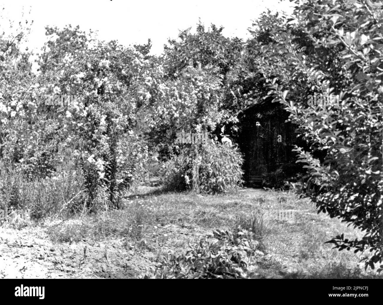 Biotop für gelbe Heide 29. Mai 1947 (sowie ein französischer Text) Biotop för Gulhämpling 29. Mai 1947 (samt en fransk Text) Stockfoto