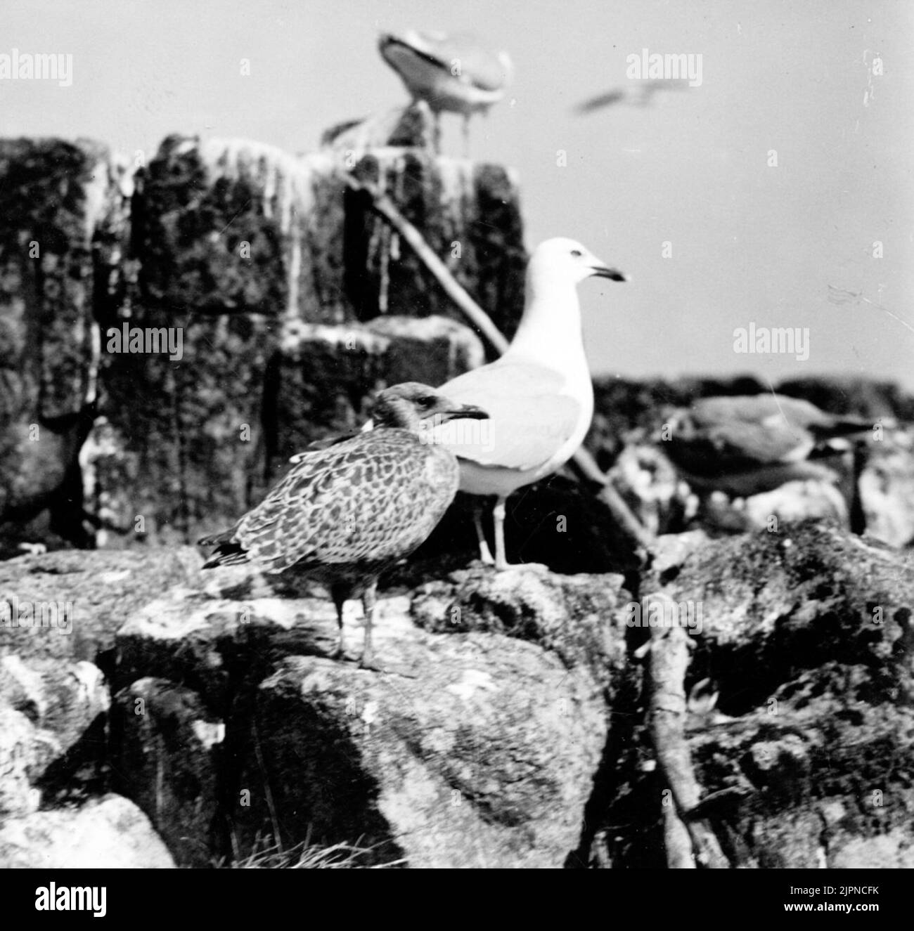 Weide, Larus argentatus, Familie mit Alt und Jung, 1933 Gråtrut, Larus argentatus, familj med gammal och ung, 1933 Stockfoto