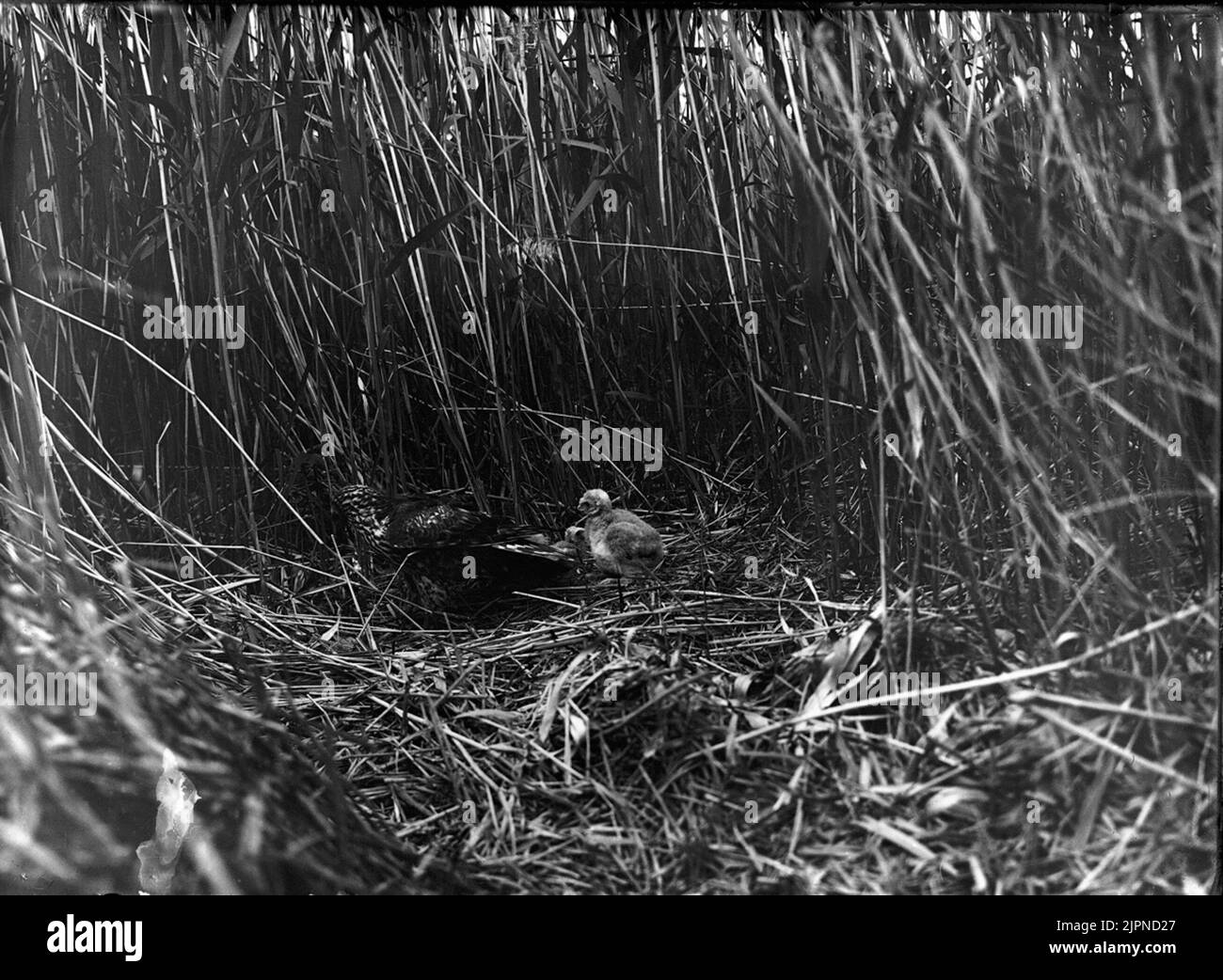 Kärrhök? Kärrhök ? Stockfoto