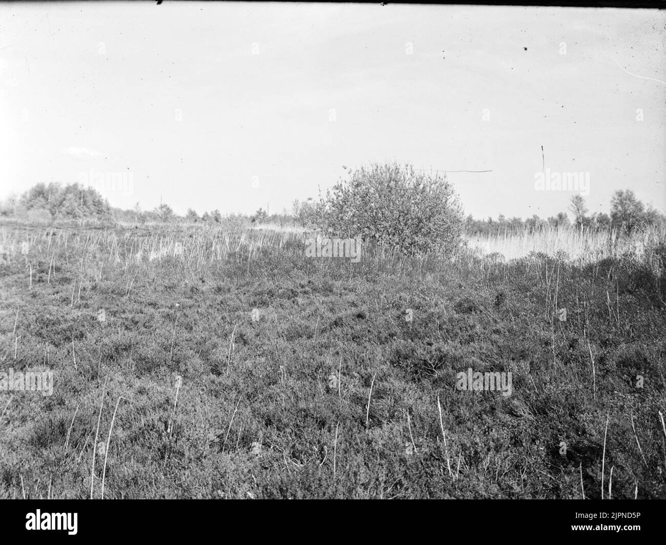 Biotop für Wiesenhawk Biotop för ängshök Stockfoto