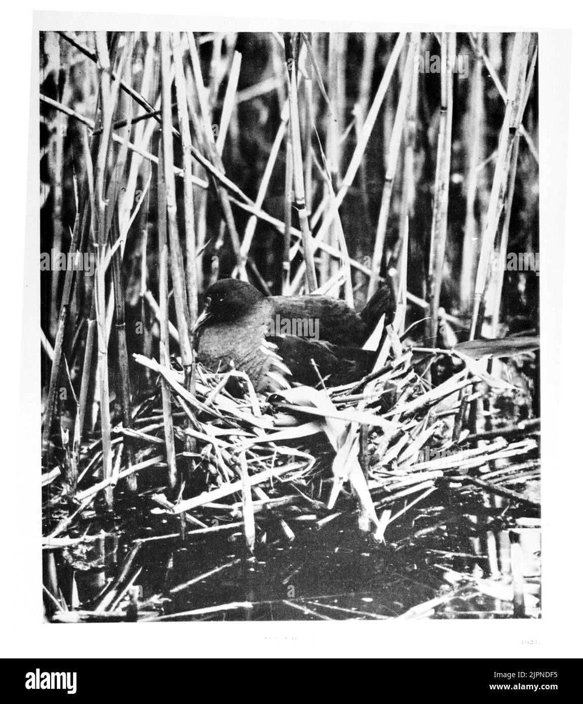 Die Pfeifenhenne im Nest Rörhöna i boet Stockfoto
