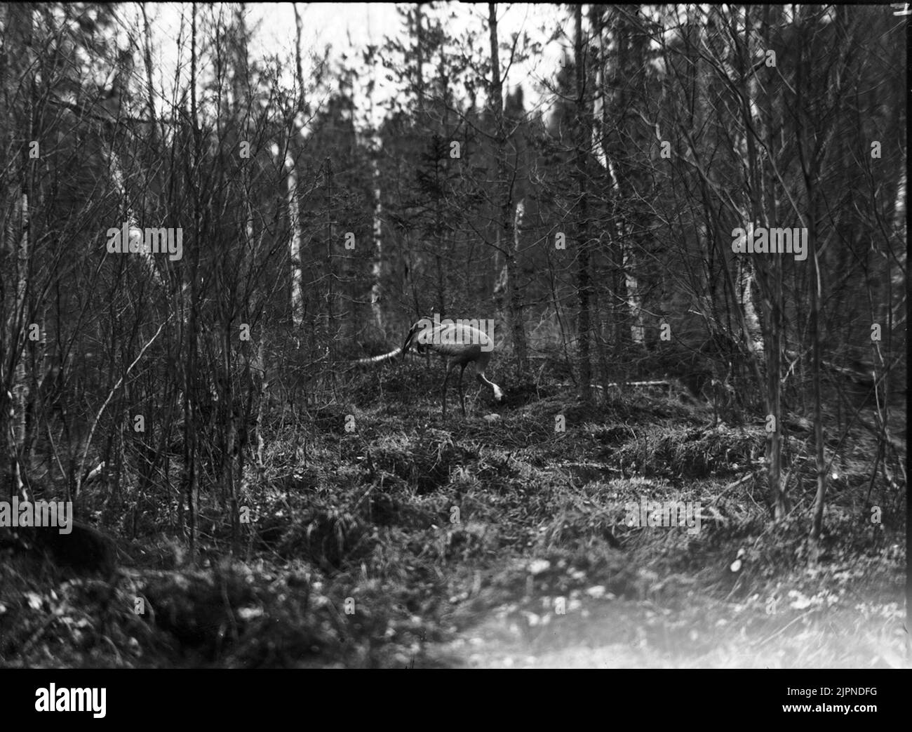 Trana am Nest Trana vid boet Stockfoto