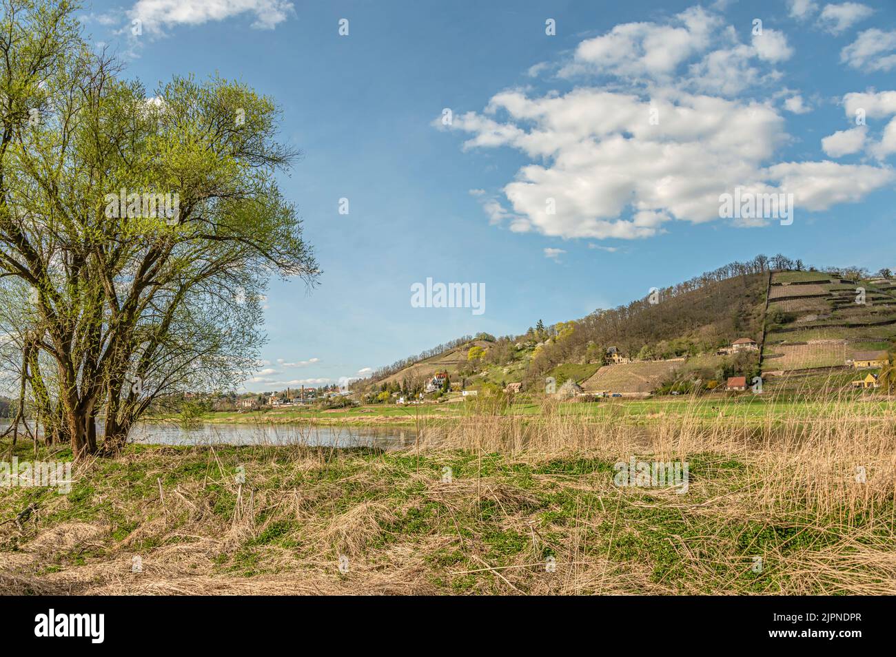 Weinberge im Spaargebirge im Elbtal bei Meißen, Sachsen, Deutschland Stockfoto
