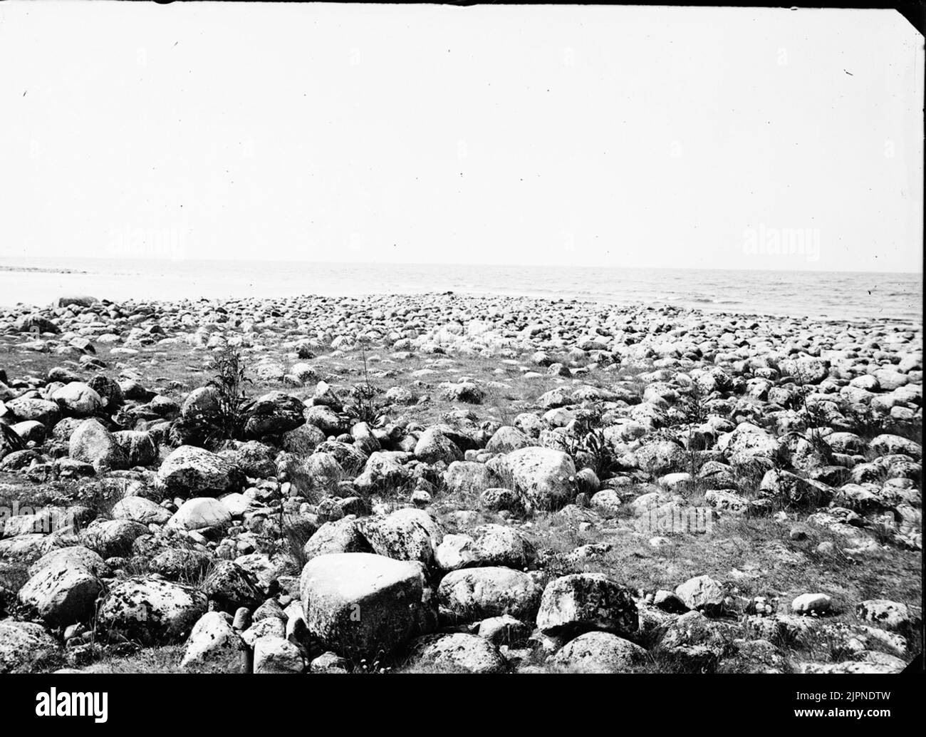 Biotop för Roskarl Biotop för roskarl Stockfoto