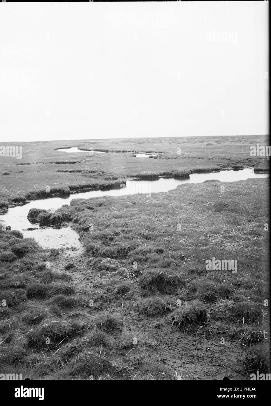 Biotop für Sumpf Snap Biotop för kärrsnäppa Stockfoto