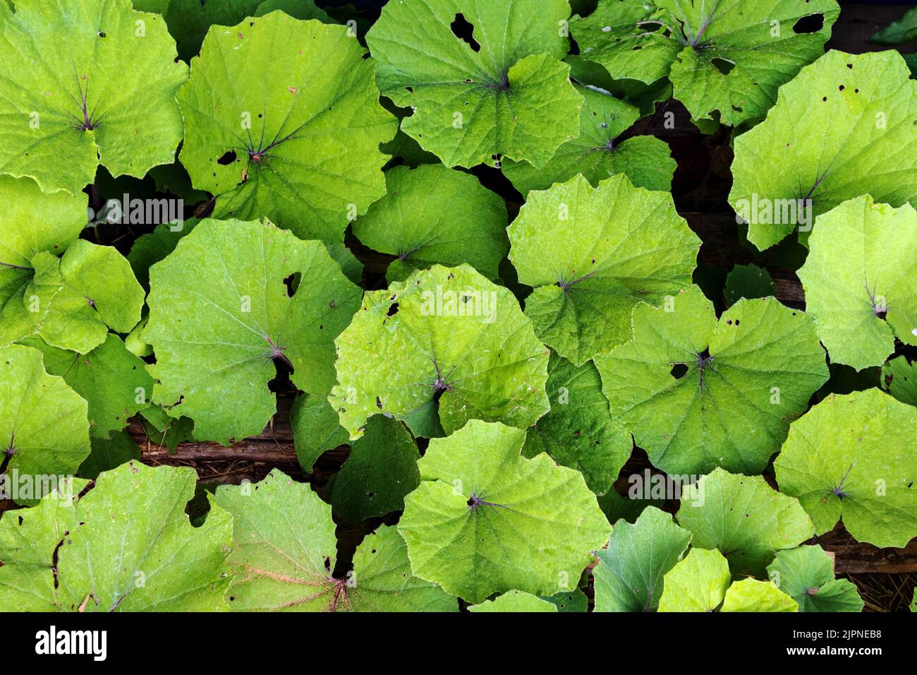 Ein Hintergrund mit leuchtend grünen Blättern Stockfoto