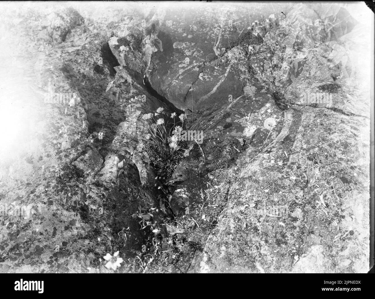 Young Bird Lab Pressen Ungfågel labb tryckande Stockfoto