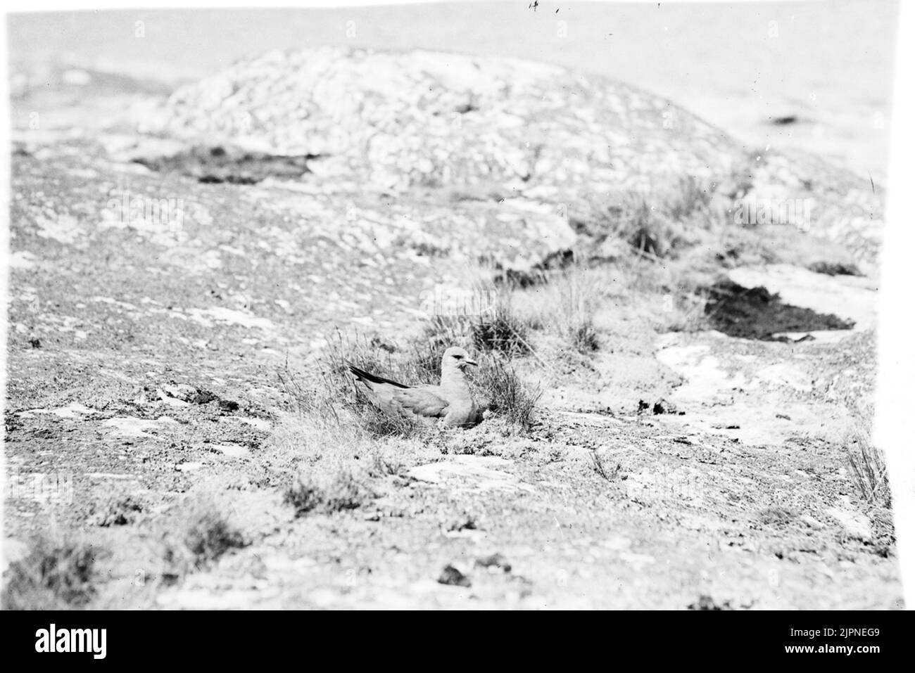 Live by the Lab Bo AV labb Stockfoto