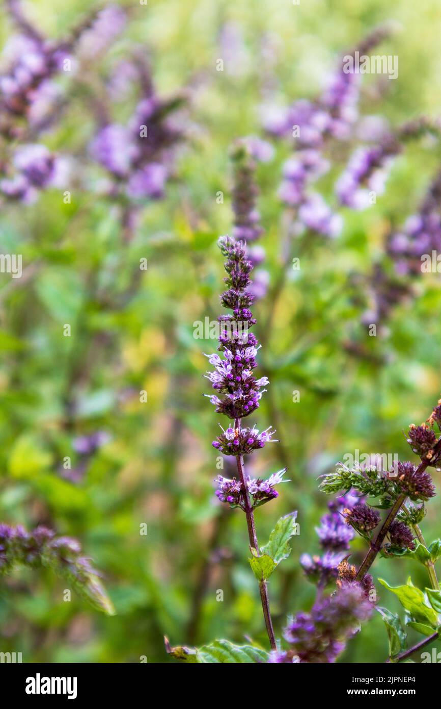 Kleine lila Blüten blühen an einem sonnigen Sommertag Stockfoto