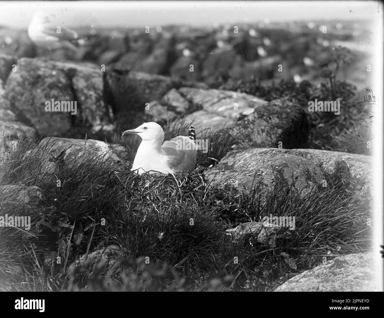 Wachsende Sprühgeräte? Gråtrutar ? Stockfoto