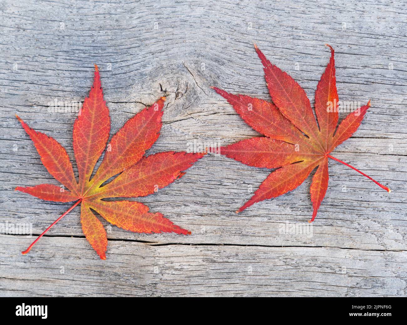 Japanische Ahornblätter in Herbstfarben mit einem natürlichen Holz strukturierten Hintergrund. Stockfoto