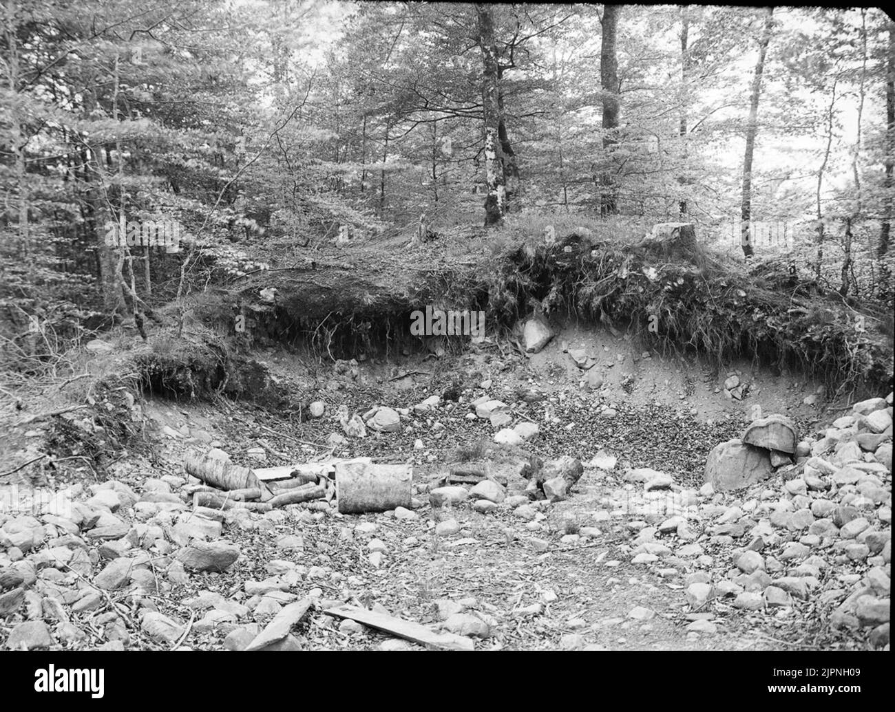 Biotop für Gärdsmyg Biotop för gärdsmyg Stockfoto