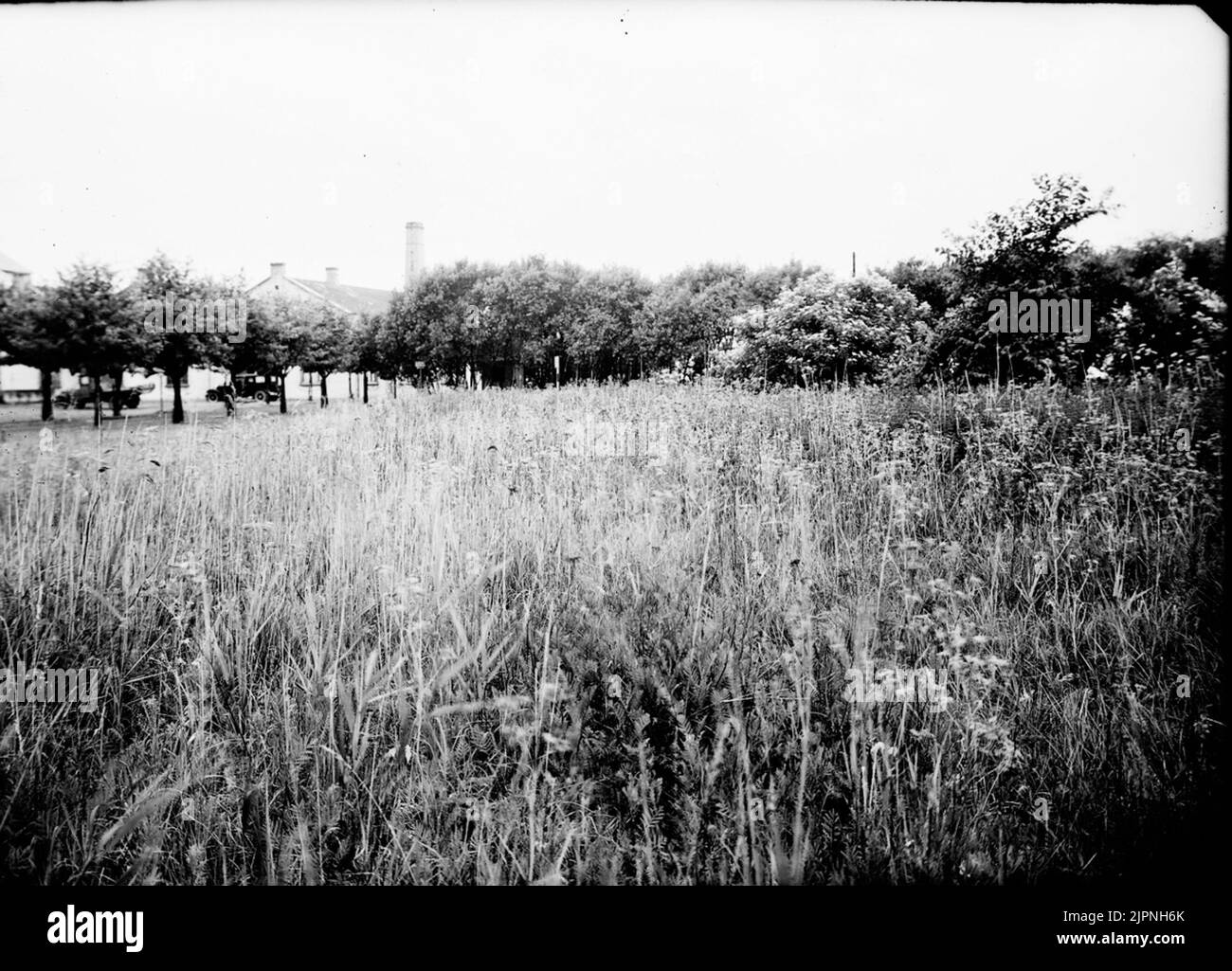 Biotop für Sumpfsänger? Biotop för kärrsångare ? Stockfoto