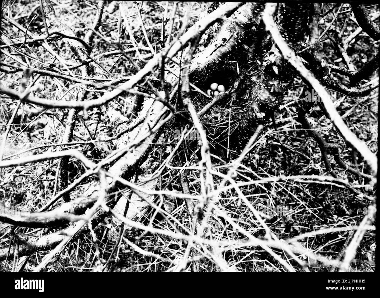 Eisenspatz Järnsparv Stockfoto