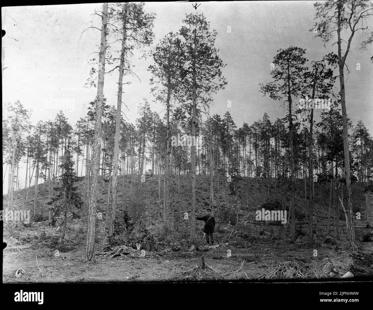 Seitenschwanz. Residenz, nisten hoch in Kiefern. Sidensvans. Boblats, boet högt i Tall. Stockfoto