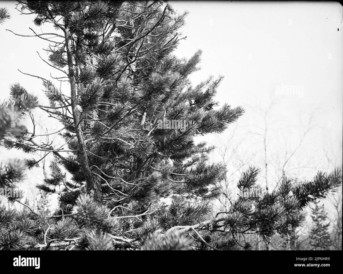 Siedlung für Kiefernbiss Boblats för tallbit Stockfoto