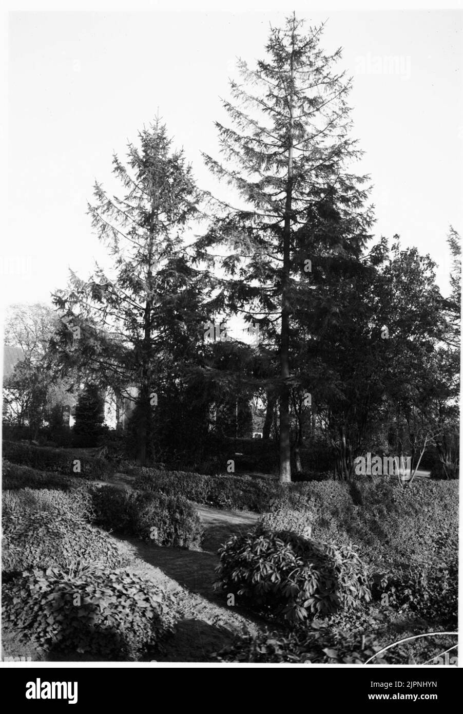 Siedlung für den Grauspatzen Boblats för gråsparv Stockfoto