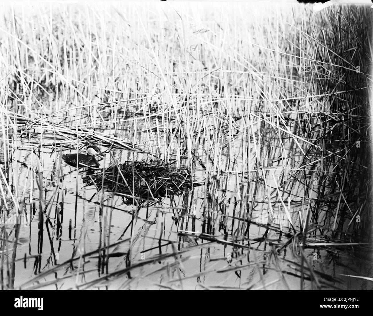 Aufenthalt von grauem Hacken-Dopping (Red -necked dopping) Bo AV gråhakedopping (rödhalsad-Dopping) Stockfoto