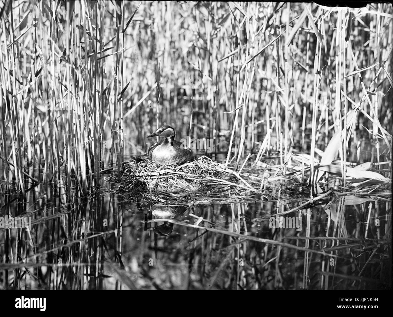 Graues Hakedopping Gråhakedopping Stockfoto