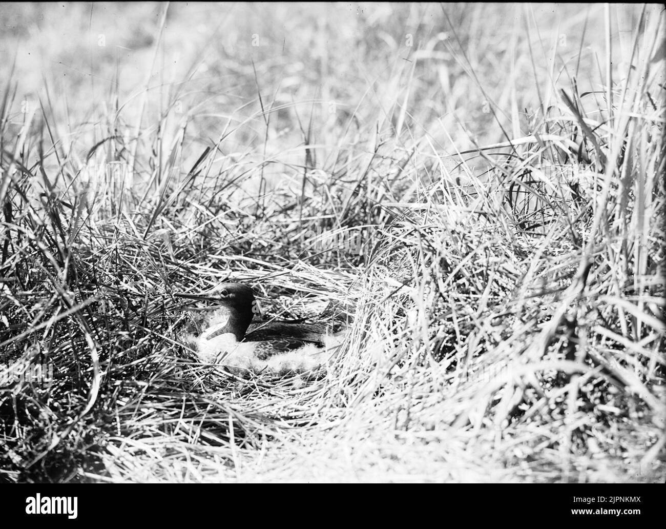 Kleiner Crake Småskrake Stockfoto