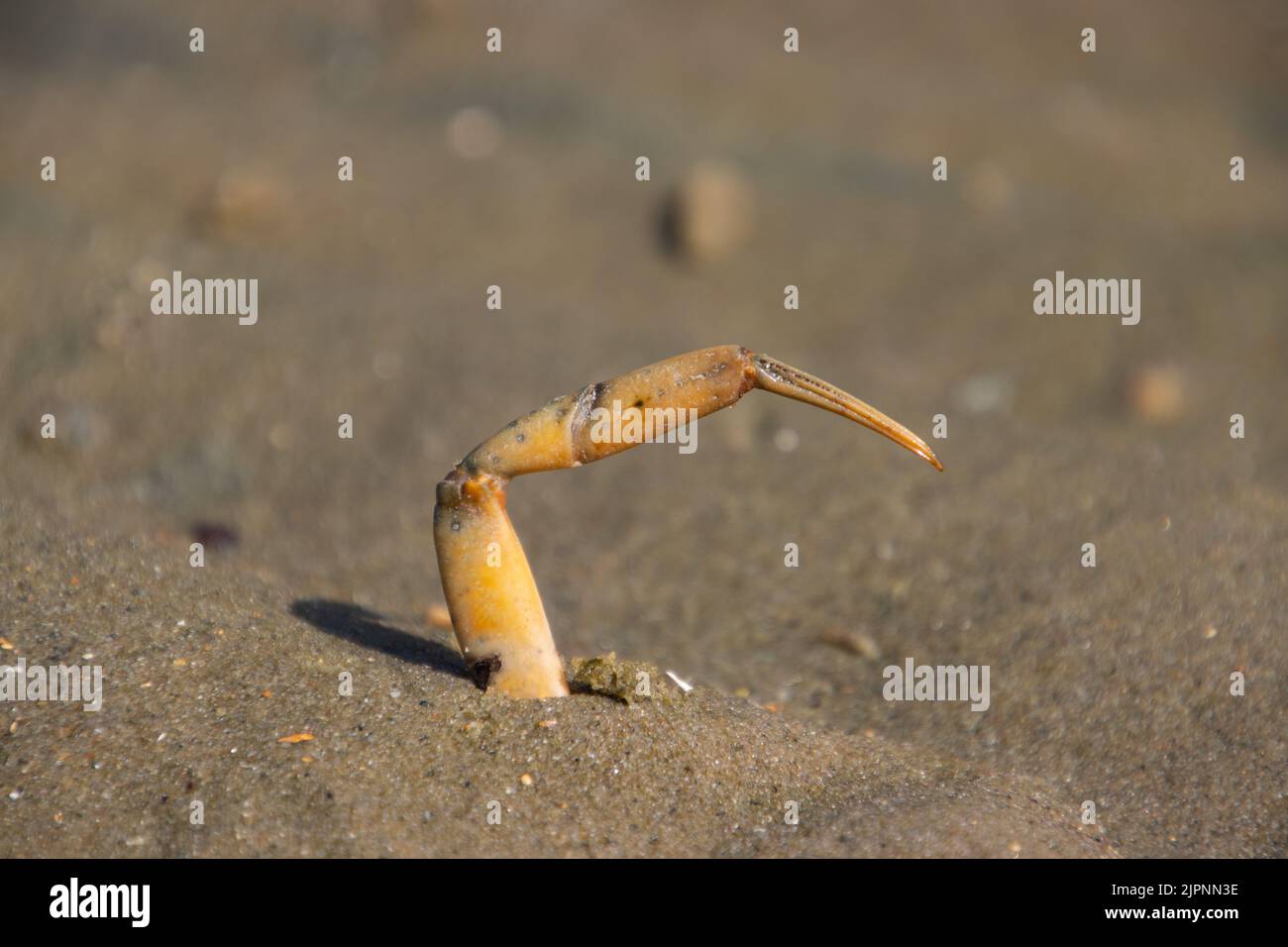 Krabbenbein, das aus dem Sand streut Stockfoto