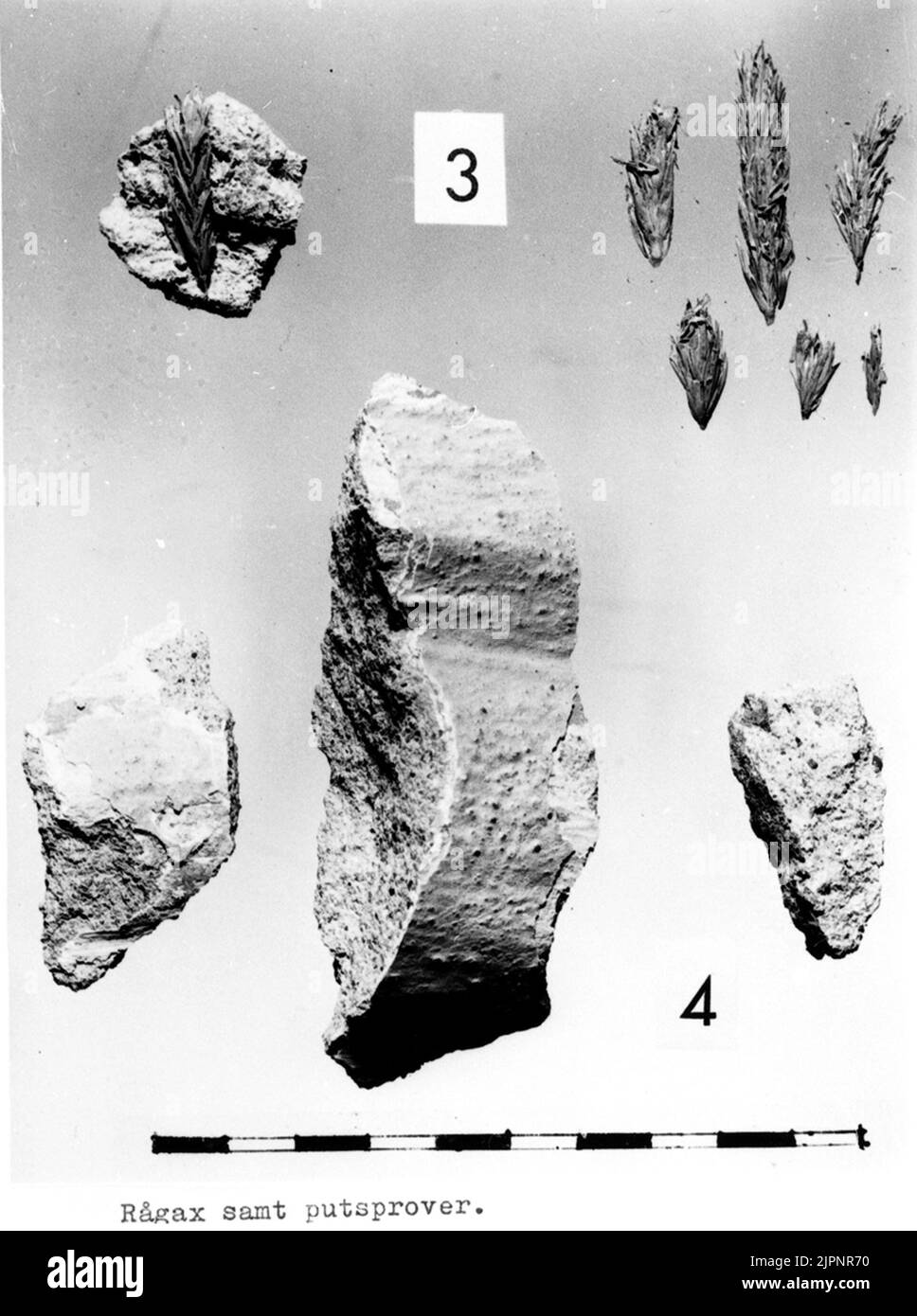 St. Olof Kirche. Von der Restaurierung 1958-1961. Rågax und Gipsproben. S:t Olofs kyrka. från restaureringen 1958-1961. Rågax samt putsprover. Stockfoto