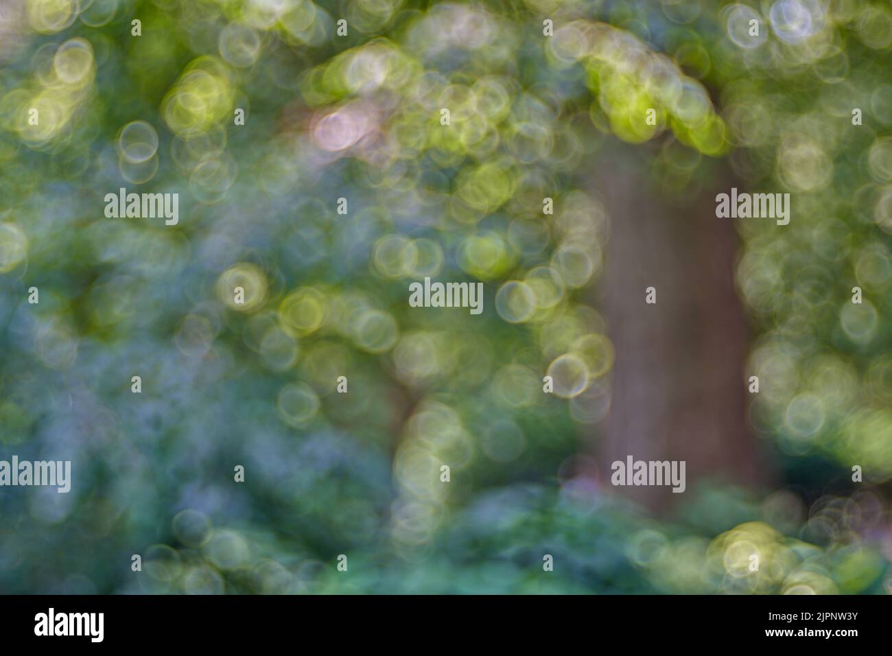 Weiche Blasenblasen im Bild von Meyer Optik Gorlitz Trioplan 100 f 2,8 Mk2 Neu Stockfoto