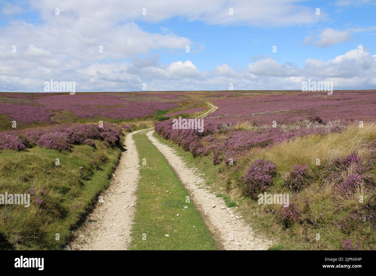 Heather Moorland North Yorkshire Moors National Park Großbritannien Stockfoto