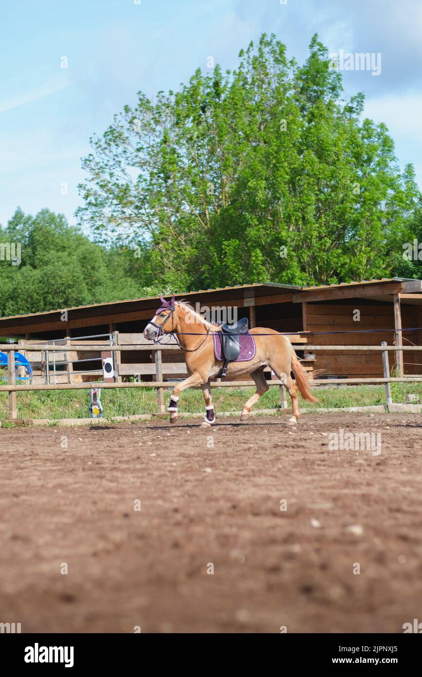 Vertikale Aufnahme des schönen Haflinger Pferdetrainings in Rundstift mit Bleiseil am sonnigen Sommertag. Training für die Reitkunst Stockfoto